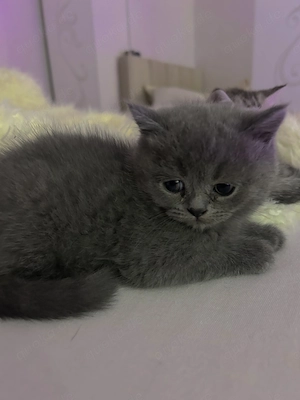 Katzen baby bkh perser