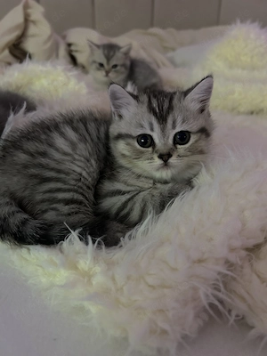 Katzen baby Bkh perser