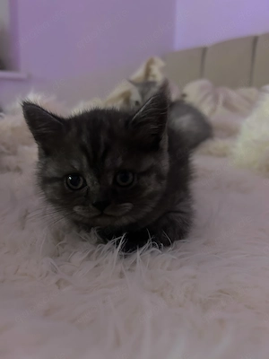 Katzen baby bkh perser