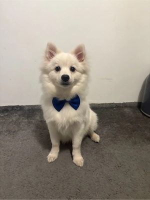 spitz abzugeben 