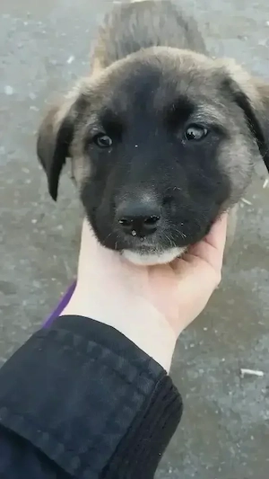 Kangal Welpe -2 Monate Jung