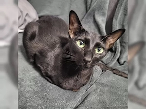 orientalische kurzhaar katze 
