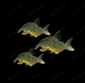 Orangeflossenpanzerwels Hoplisoma sterbai Corydoras
