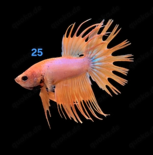 Kampffisch Männchen Betta splendens Crowntail 