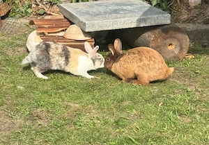 7 kaninchen suchen zuhause