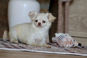 Wunderschöne Chihuahua Hündin 