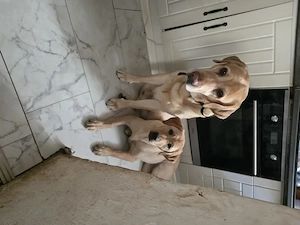 Reinrassige Labrador retriever 