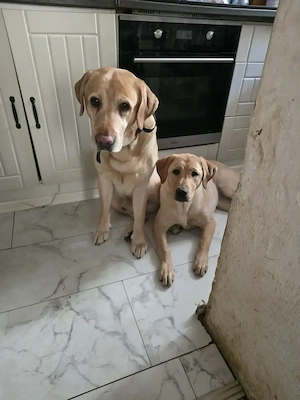Reinrassige Labrador retriever 