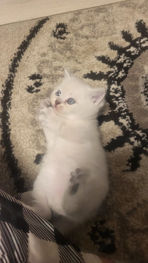 6 BKH Lilac Point Kitten 