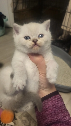 6 BKH Lilac Point Kitten 