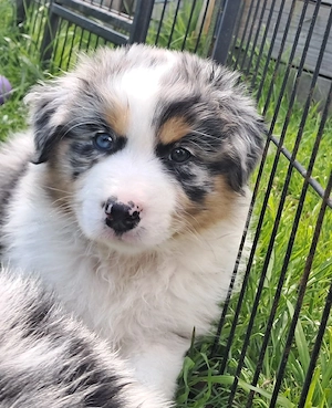 Australian Shepherd Welpen Aussies