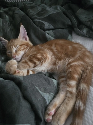 Verkaufe Main Coon Mix kitten