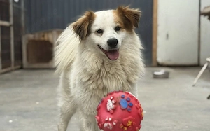 Flauschiger, liebenswerter Snow sucht seine Familie