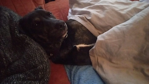 shila sucht neues Zuhause 