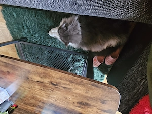 Maine coon und Siämi katze