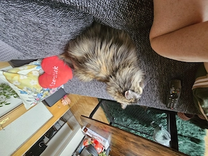 Main coon mix