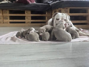 Old English Bulldog Welpen suchen ein Zuhause 