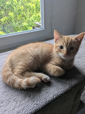 BKH Mix Kitten 