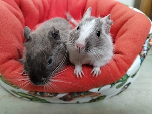 Knuddelige Degu Kids,kunterbunt:schwarz&schoko&sand,Blue-non Schecke suchen ihr Zuhause im Glück! Bild 10