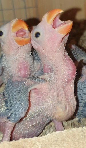 Nestjunge Halsbandsittiche