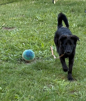 Border-Collie-Mix 