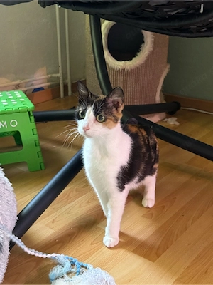 junge Katze sucht ihre Menschen