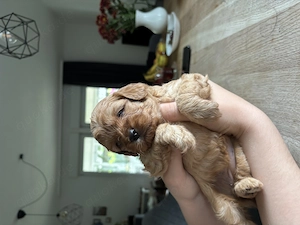   Maltipoo   Toypudel Welpen 