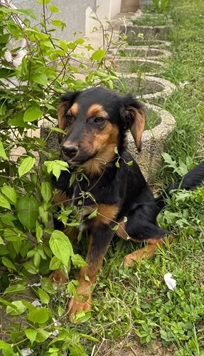 Welpe Mentos (geb. ca. 01 2026) in Bosnien sucht ein Zuhause