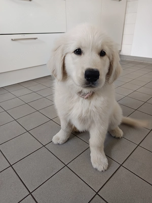 Golden Retriever Dame 10 Wochen umständehalber Abzugeben 