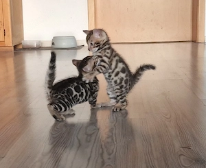 Bengal Mix Kitten