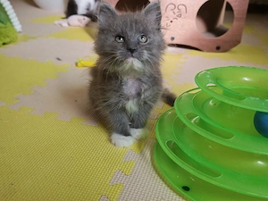 Maine Coon Kitten ( Anfang Juni )
