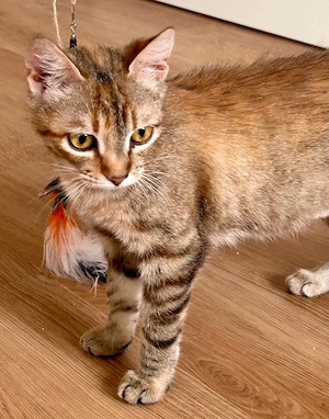 Rubi   verschmustes Kitten sucht Zuhause mit Zweitkatze (Nähe München)