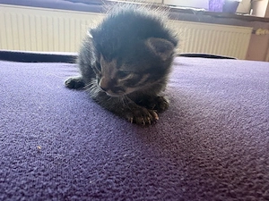 katzenbabys ab august 