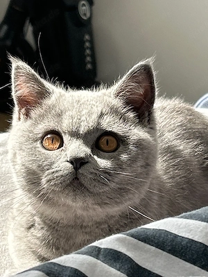 britisch kurzhaar kitten