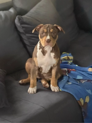 American Bully Kira 