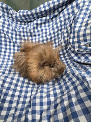 Junge Meerschweinchen abzugeben. 