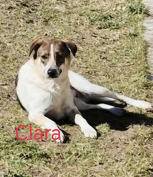 Clara - sie wünscht sich ein liebevolles Zuhause Bild 3