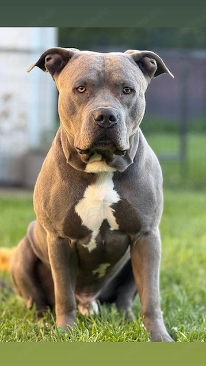 Wundervoller American bully XL 