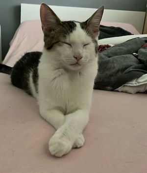 Junger Süßer Kater