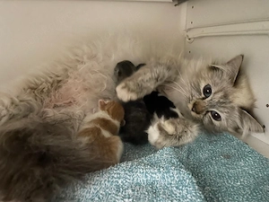 Sebirische Waldkatzen Mix Kitten