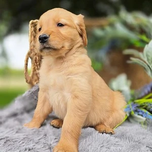 Entzückende Golden-Retriever-Welpen (männlich und weiblich) suchen ein liebevolles Zuhause.
