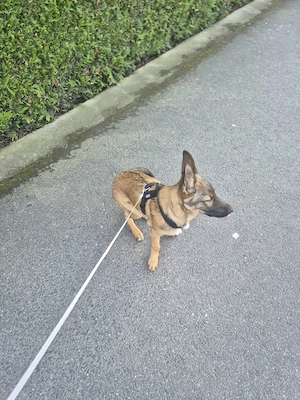 Kluger Schäferhund-Mix (5 Monate) Sucht sein für immer Körbchen 