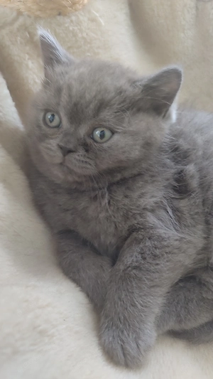 BKH Kitten 