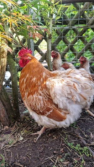 Orpington Hahn gold weiß gesäumt