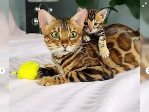 Wunderschöne Bengalkitten 