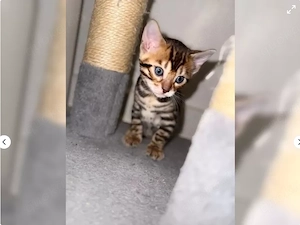 Wunderschöne Bengalkitten 