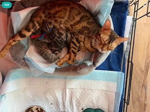 Wunderschöne Bengalkitten 