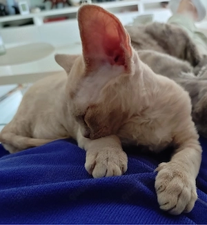Devon Rex Mädchen