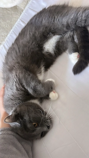 katze zu verkaufen 