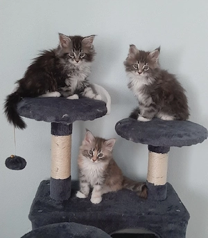 Maine coon kitten Reinrassig 